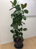 FICUS ELASTICA ROBUSTA Pflanze, Gummibaum 155 cm 14 branches