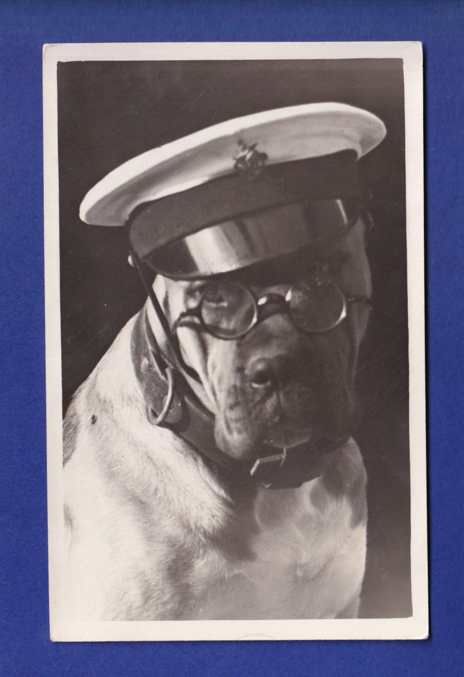 Cartoline postali: CHIEN / HUND - Marin – Usato da Pully venduto da nicecards-shop