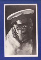 CHIEN / HUND - Marin
