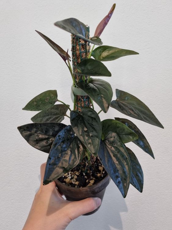 Syngonium Erythrophyllum 