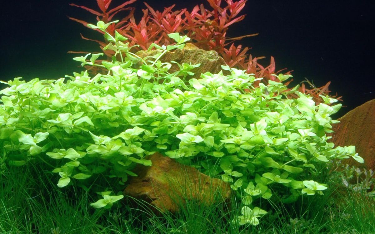 Piante & sementi: Aquarium Pflanze Bacopa australis – Nuovo e nell'imballaggio originale da Dulliken venduto da miggu40 2