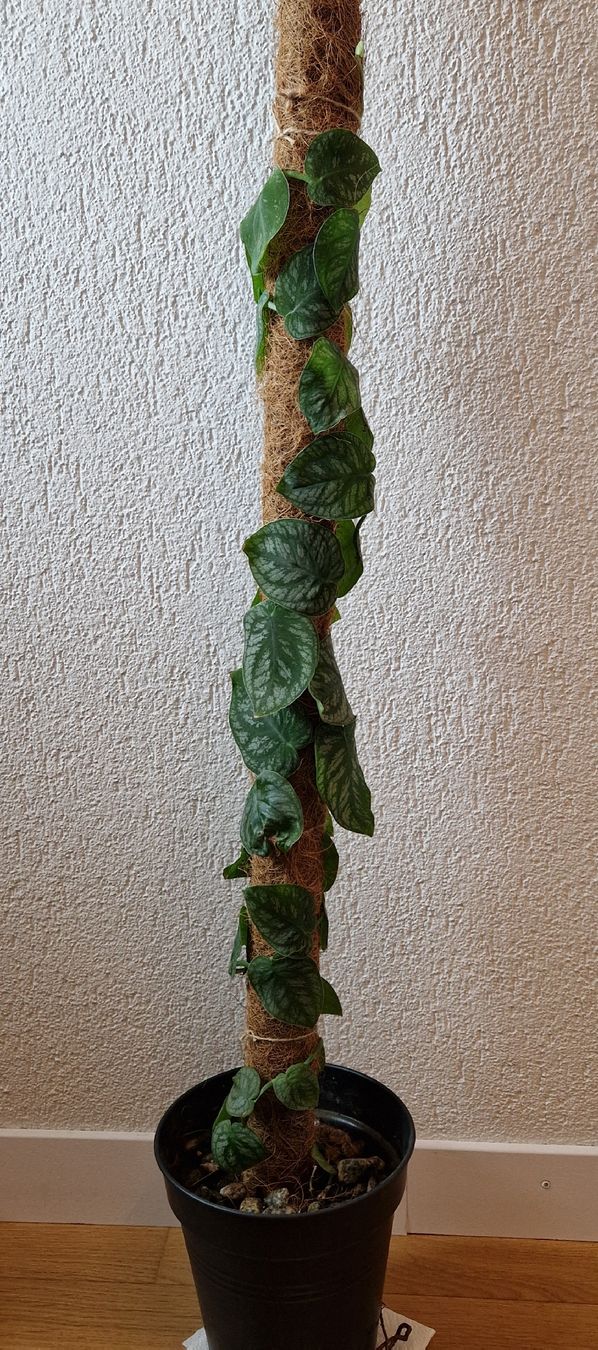 Monstera Dubia (Gebraucht) in Belp fr CHF 15  nur Abholung auf Ricardo  kaufen