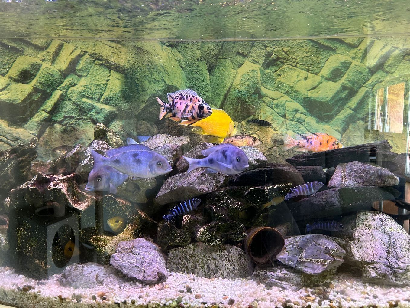Juwel Acquari: Aquarium Juwel Vision 450 – Usato da Amriswil venduto da Manogeli 2