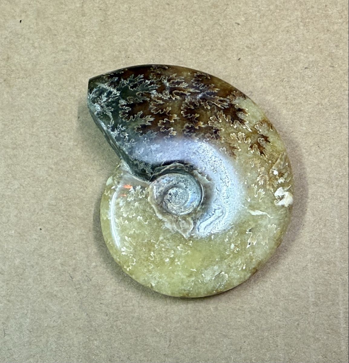 Fossili: Ammonit, Fossil aus der Jurazeit – Usato da Zürich venduto da daki81