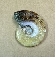  Ammonit, Fossil aus der Jurazeit