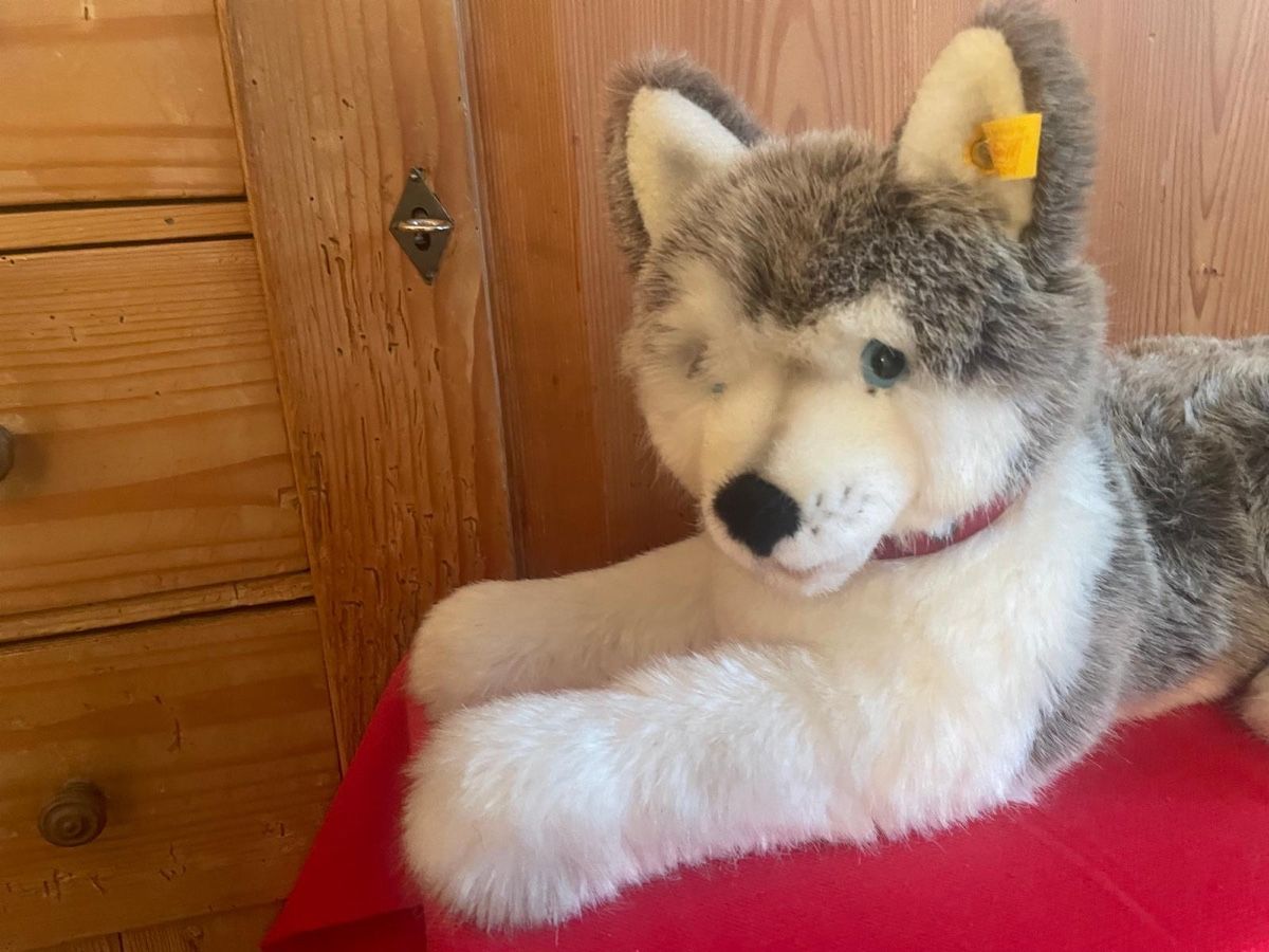 Steiff Spielzeuge: STEIFF Hund Husky – Gebraucht aus Zürich von pie_9tng 1