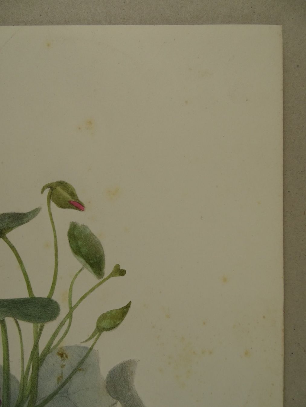 Stiche: FLEUR, BLUME, LITHOGRAPHIE UM 1850 – Gebraucht aus Grüningen von Kartensammler 4