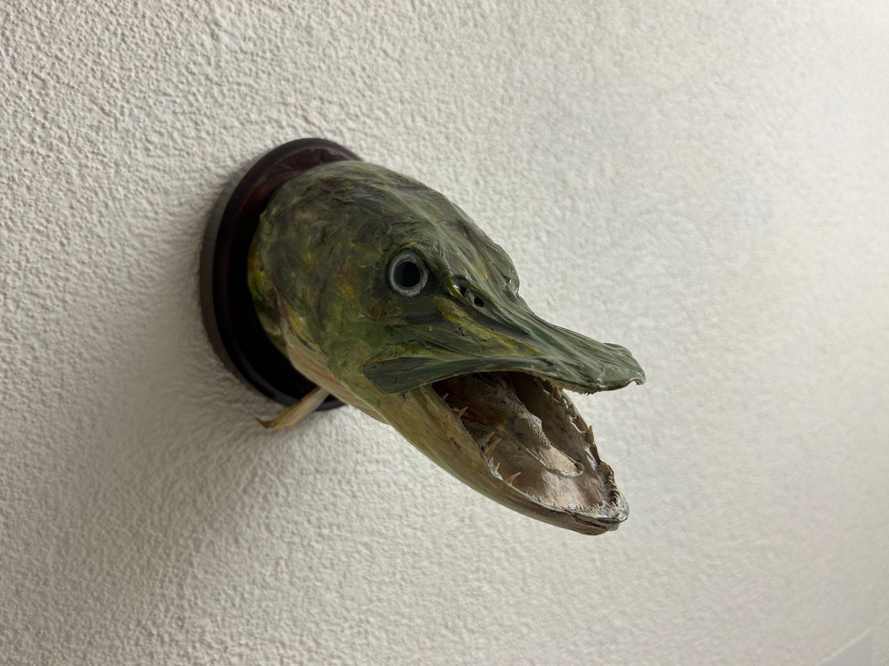 Altre raccolte & rarità: Fisch gross Hecht Trophäe / Sept 1971 – Usato da Rheineck venduto da emma.gut 8