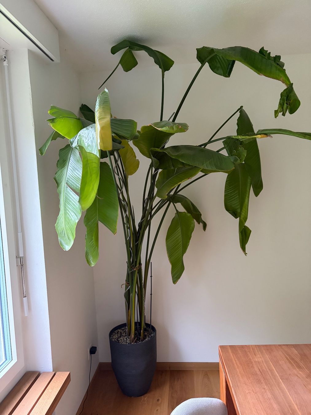 Plantes & graines: STRILITZIE – D'occasion à Wattwil par jopara