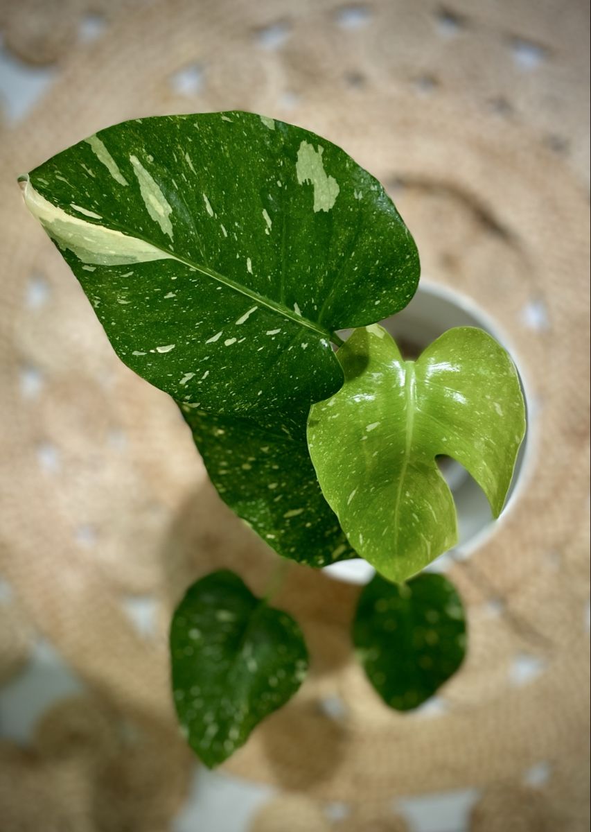 monstera erde oder substrat Monstera Erde