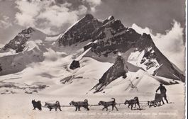 Jungfraujoch Schlitten mit Polarhunden