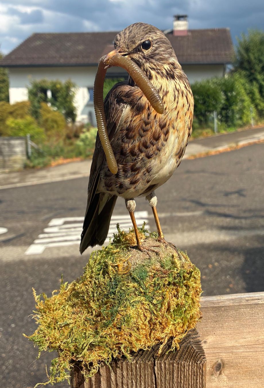 Il mondo degli animali: Singdrossel mit Wurm – Usato da Bäretswil venduto da robsonantik 1