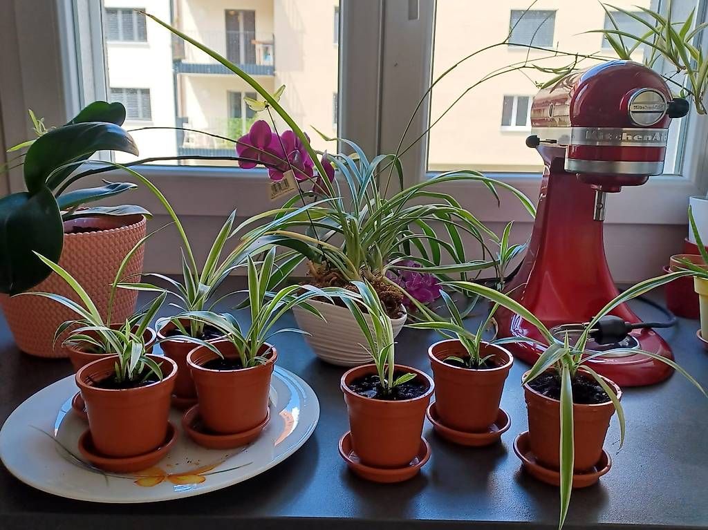 Piante & sementi: Grünlilienableger abzugeben  – Usato da Binningen venduto da Elke59