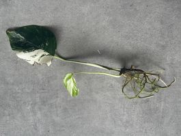 Monstera albo variegata Stammsteckling