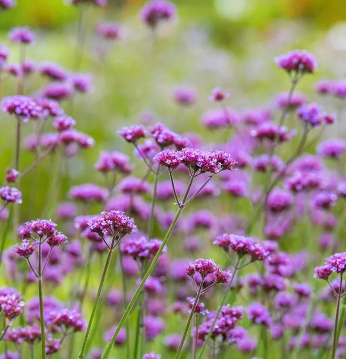 Plantes & graines: VERBENA - EISENKRAUT – Neuf (Voir description) à Buchs AG par fischli610 4