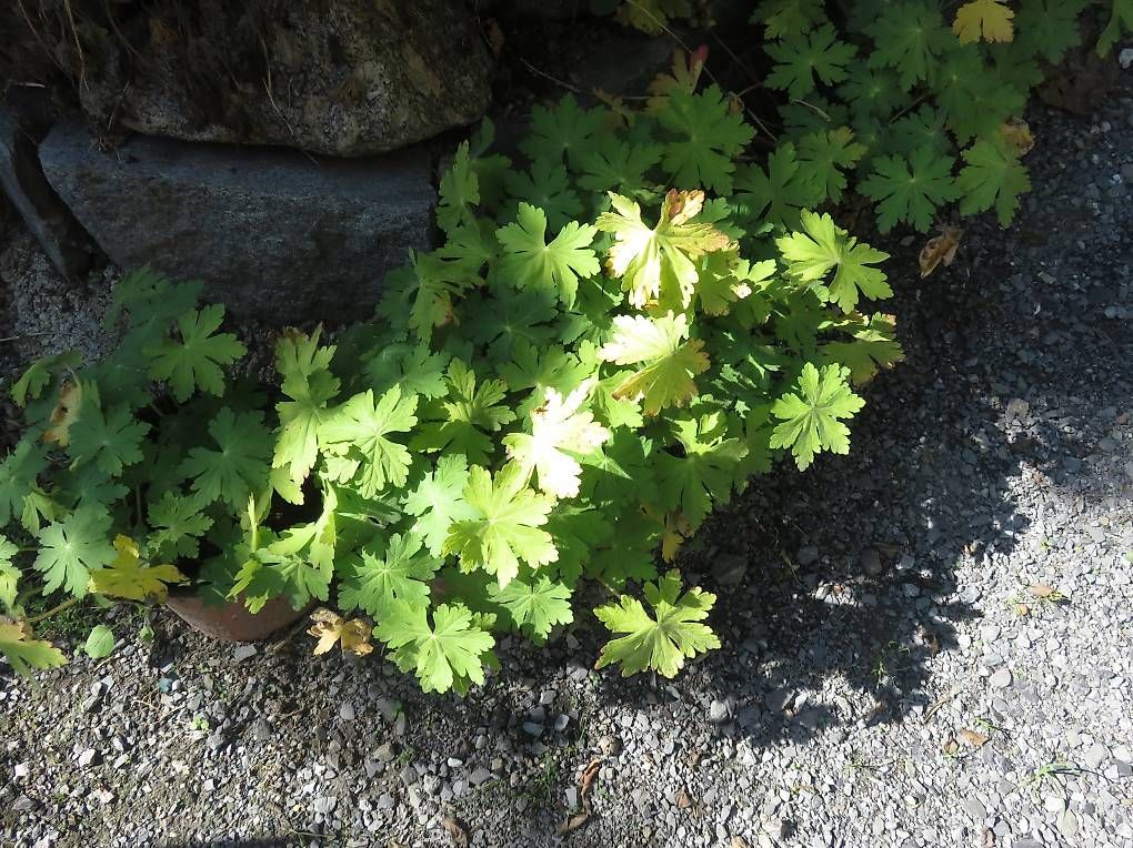 Piante & sementi: Bodenbedecker Geranium (Storchenschnabel) Bester Bodendecker – Usato da Sulz LU venduto da Rex2005