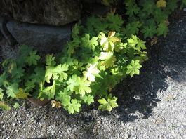 Bodenbedecker Geranium (Storchenschnabel)
