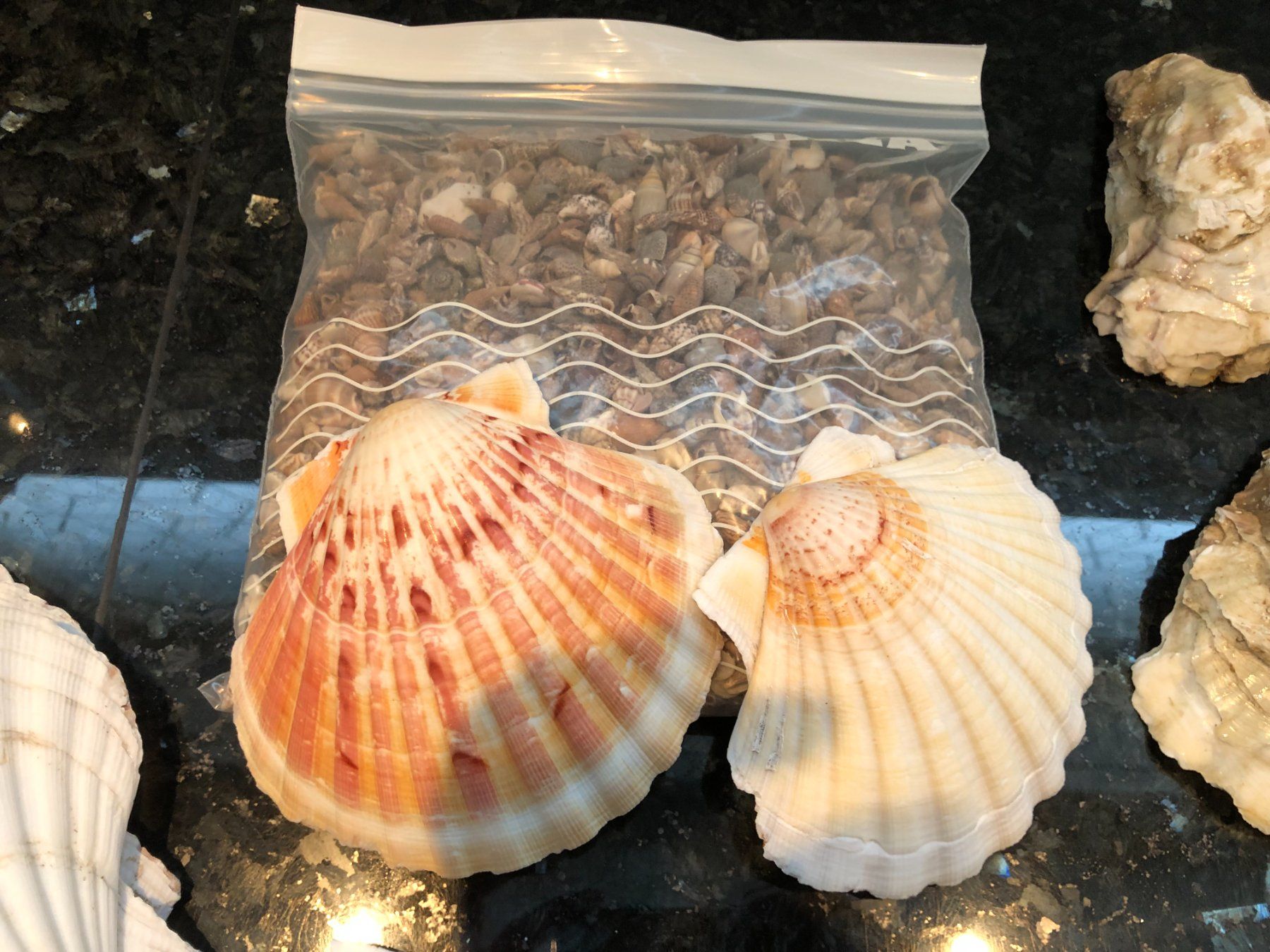 Fossili: Diverse schöne Mscheln – Usato da Rüti ZH venduto da Jasna89 4