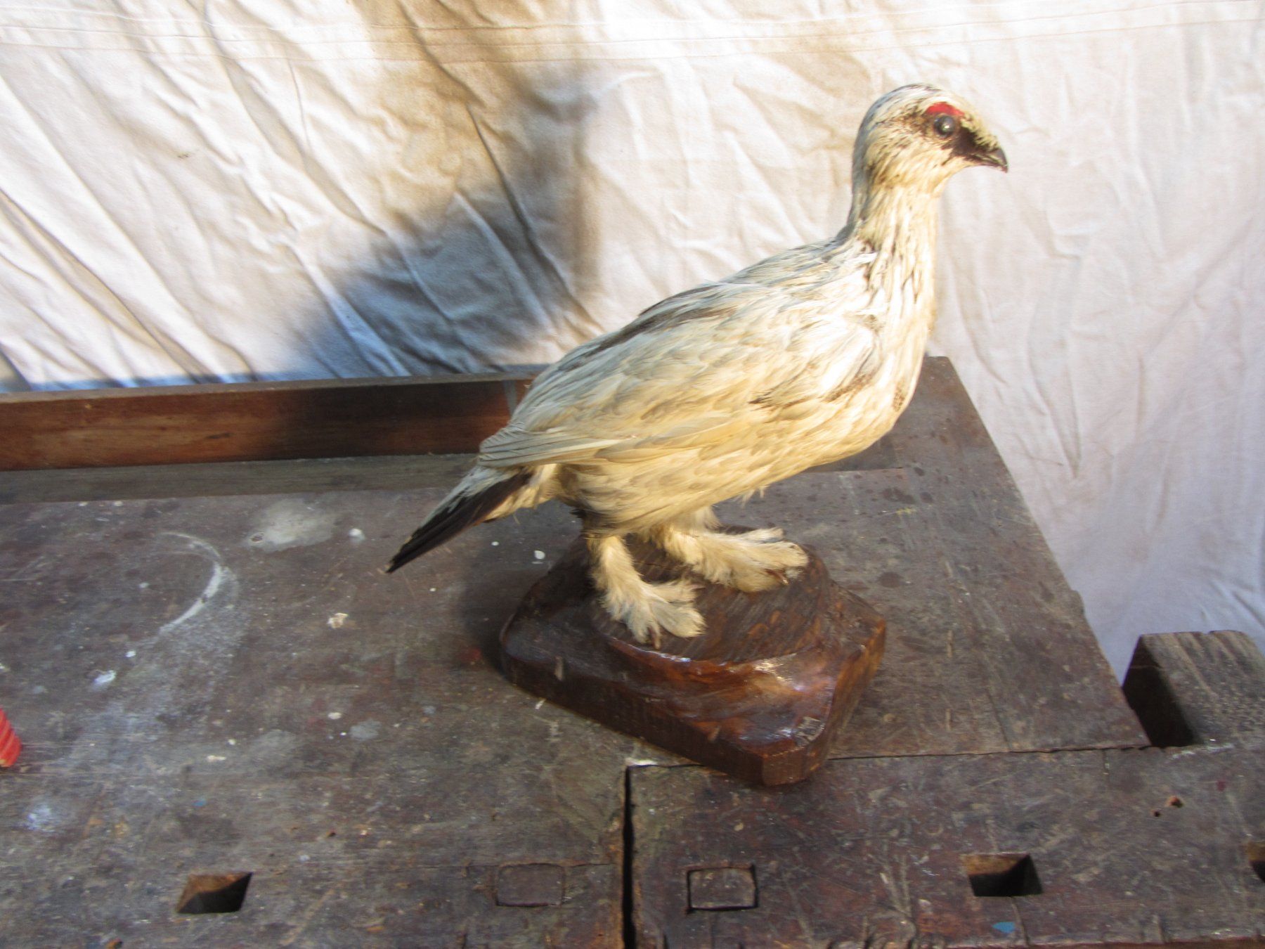 Welt der Tiere: Ausgestopfter Vogel – Gebraucht aus Wolfhalden von Quiria68 1