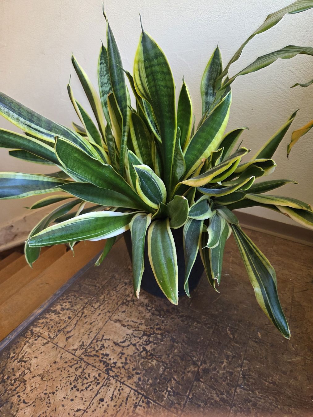 Plantes & graines: Bogenhanf – D'occasion à Wädenswil par weihpos
