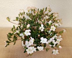Bonsai Satsuki Azalee