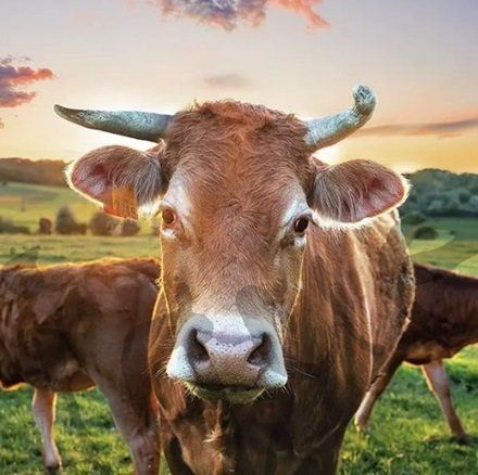 Tovaglioli: Serviette cow in sunset (1590) 2Stk. – Nuovo (secondo la descrizione) da Schlatt TG venduto da kreativ-atelier