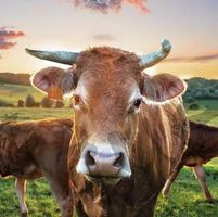 Serviette cow in sunset (1590) 2Stk.