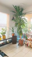 Grosse YUCCA Palme, 2,30 Meter hoch, 25-jährig, ab Fr. 1.00