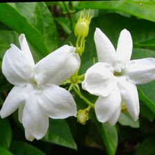 Profile image of sampaguita79