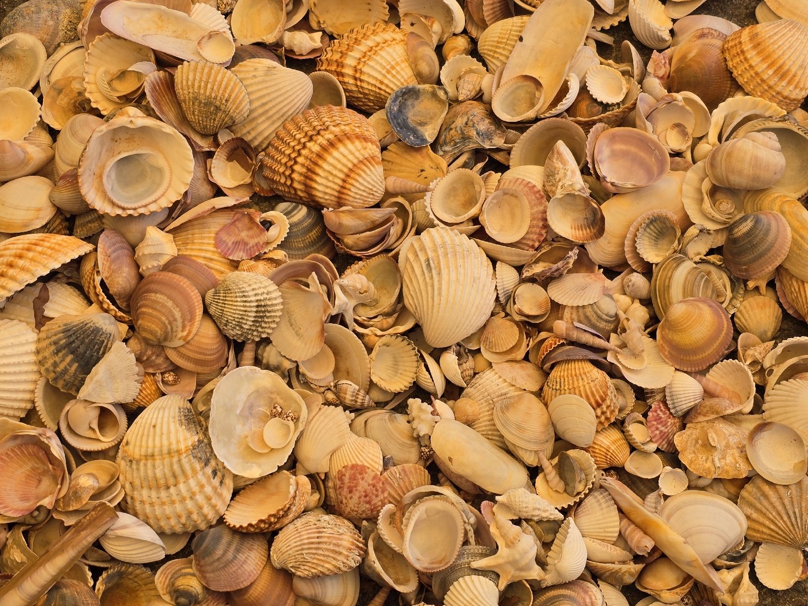 Alle Dekorationen: 3,3 Kg. Original Muscheln – Gebraucht aus Walkringen von Vanuca 2