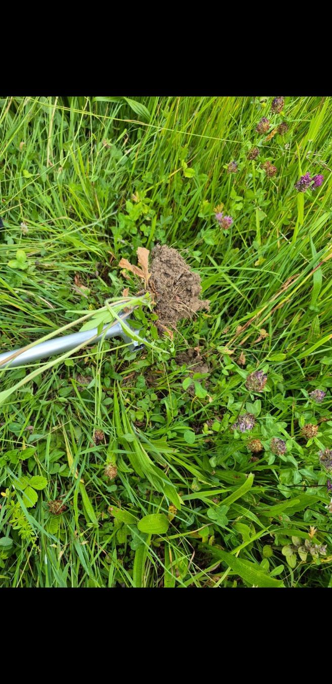 Trattori: Neophyten (Berufkraut) Stecher – Nuovo (secondo la descrizione) da Berneck venduto da serum10 3
