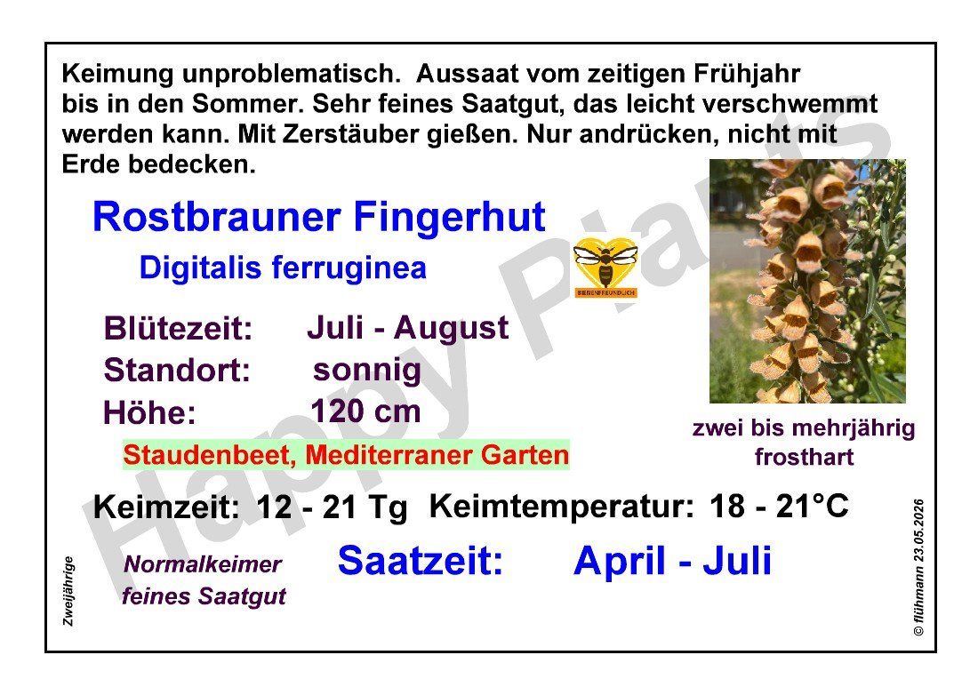 Pflanzen & Samen: Rostbrauner Fingerhut - Digitalis ferruginea - 200 Samen – Neu und originalverpackt aus Sumiswald von Cham14558 3