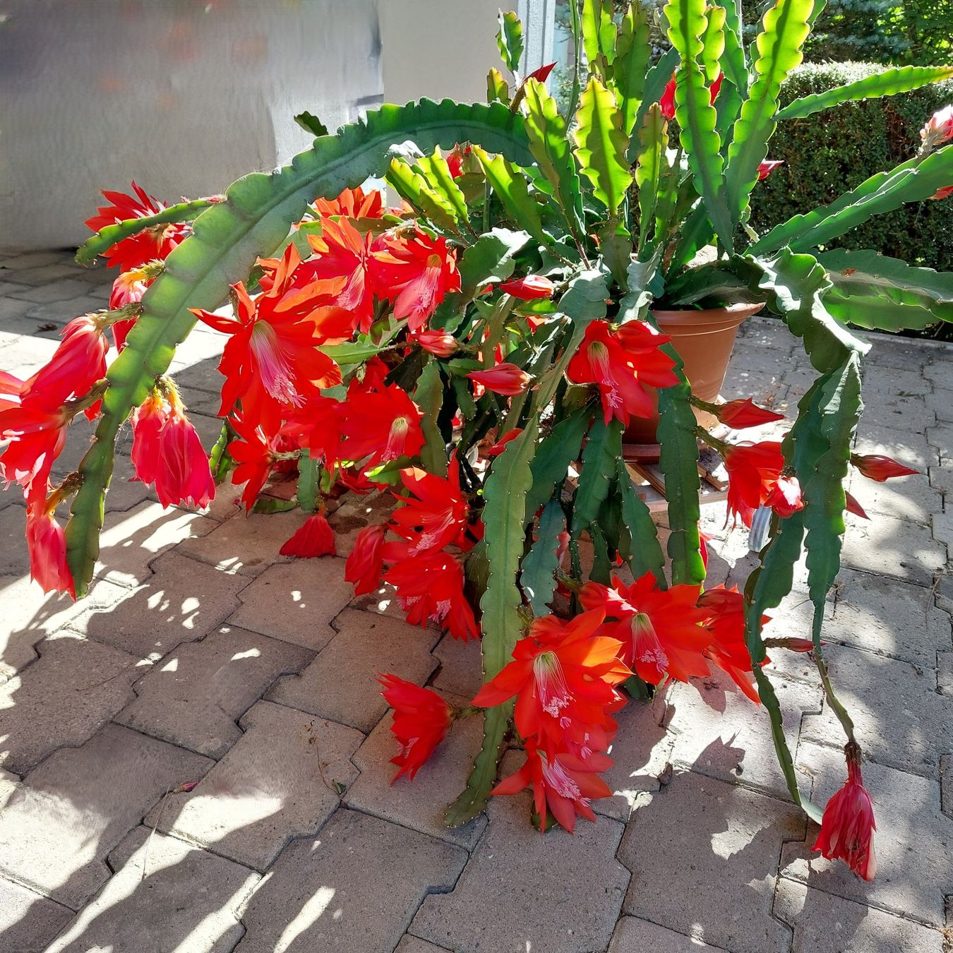 Hngender Kaktus mit vielen roten Blten / Knospen (Neu (gemss  Beschreibung)) in Bergdietikon fr CHF 99  nur Abholung auf Ricardo kaufen