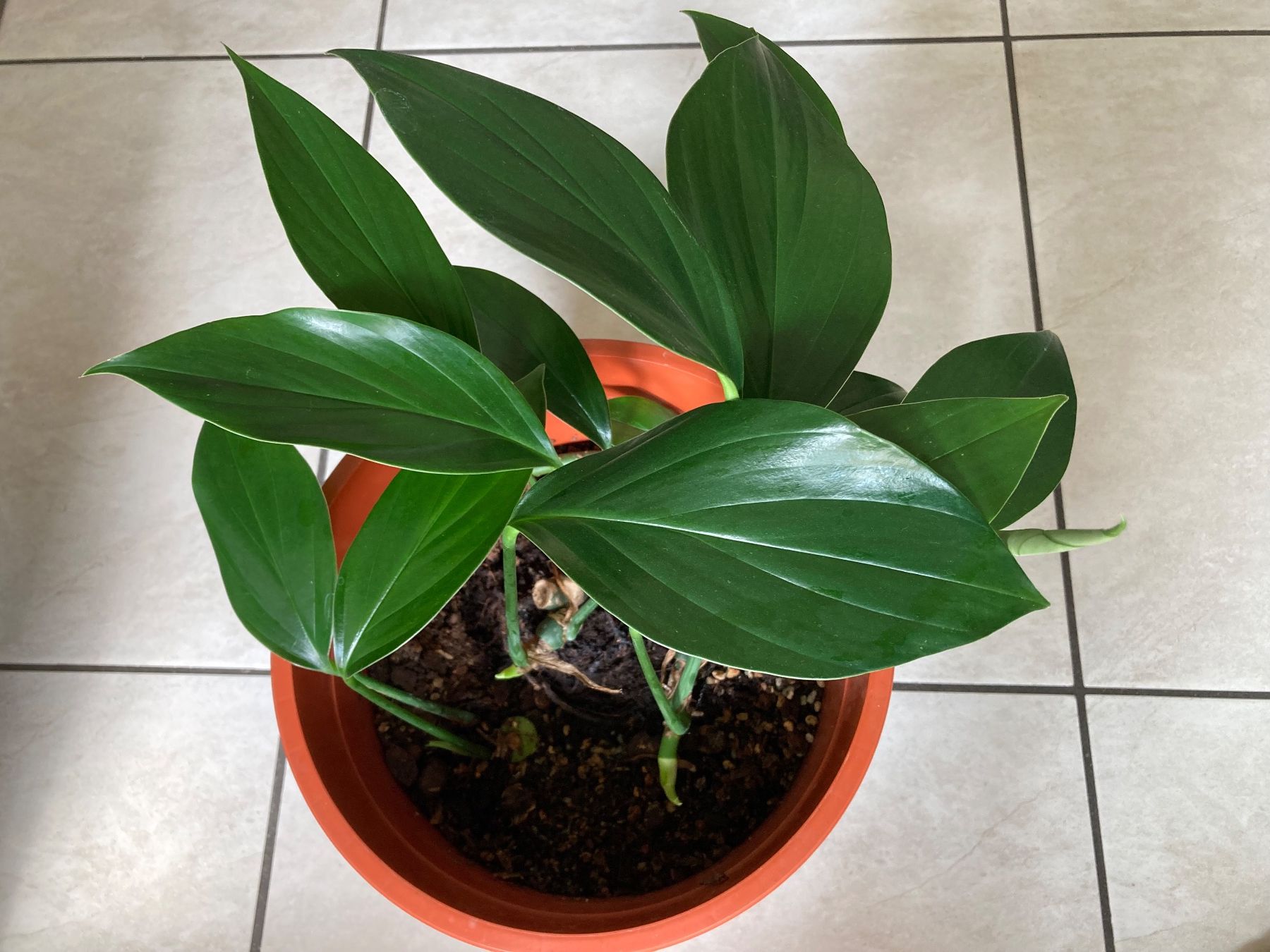 Piante & sementi: Epipremnum pinnatum ‘Dragon Tail’ – Usato da Hitzkirch venduto da eve_may 1