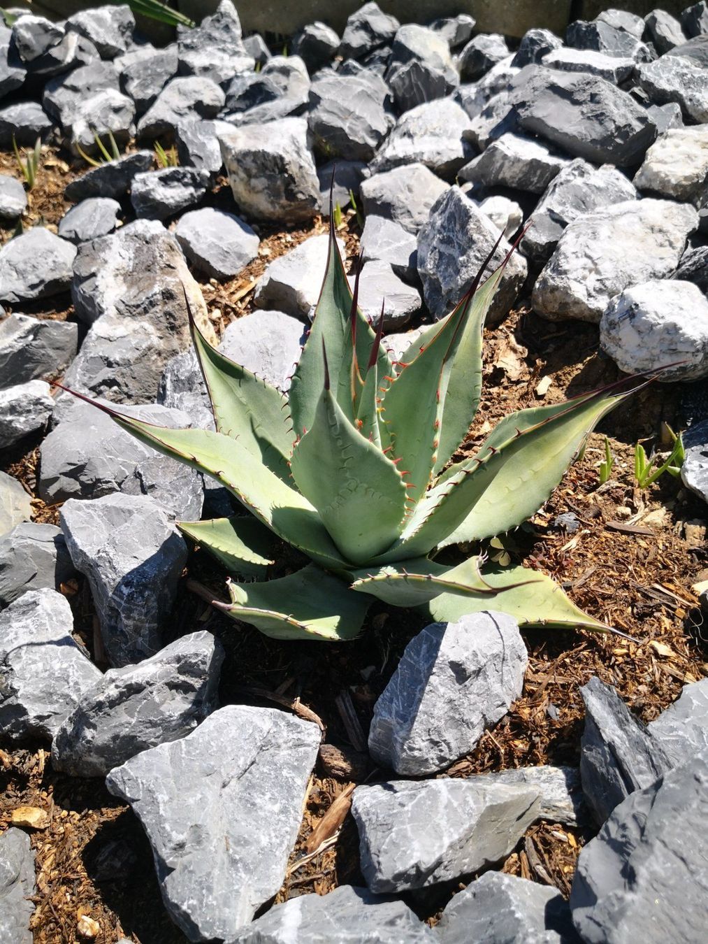 1 Stk. Agave Neomexicana  ssp. von A. Parryi Winterhart (Neu (gemss  Beschreibung)) in Therwil fr CHF 45  mit Lieferung auf Ricardo kaufen