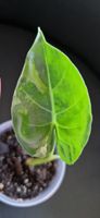 🤩Alocasia Macrorrhiza Albo Variegata Babyplant 