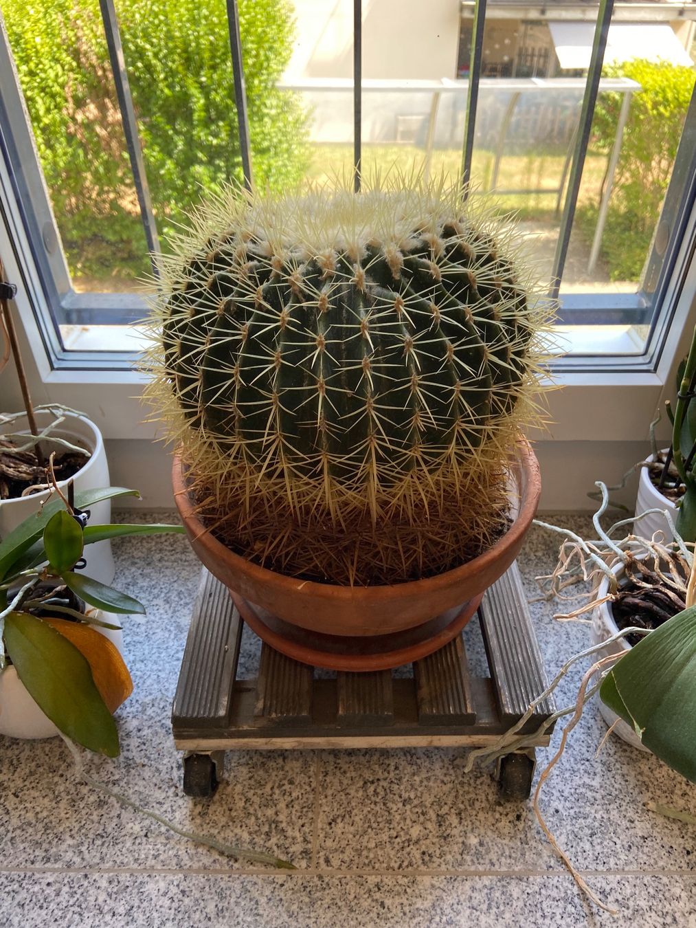 Plantes & graines: Echinocactus Grusonii / Schwiegermuttersitz-Kaktus – D'occasion à Hausen AG par ENDLIFT 2