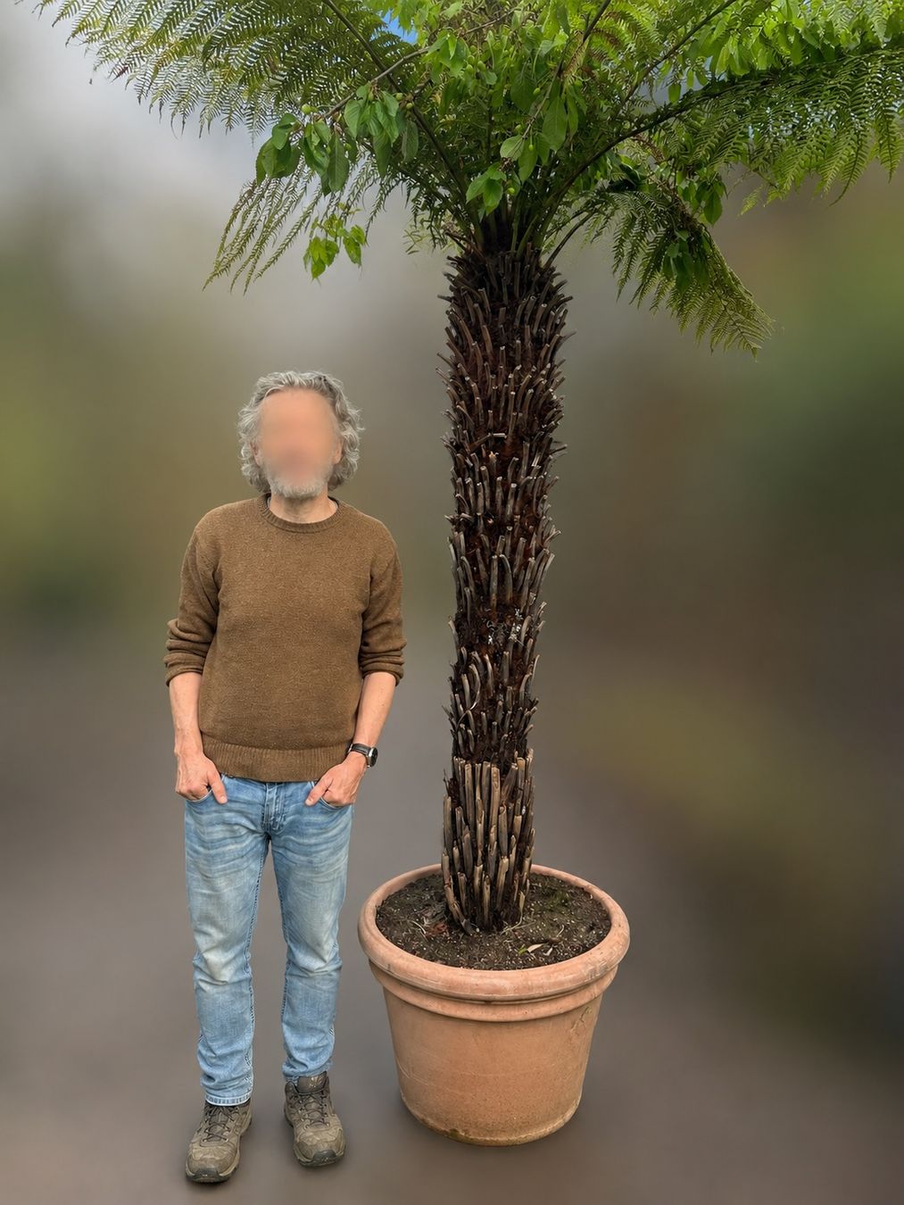 Piante & sementi: Baumfarn ( Dicksonia antarctica) 180cm – Usato da Bern venduto da Halfmoonbern 3