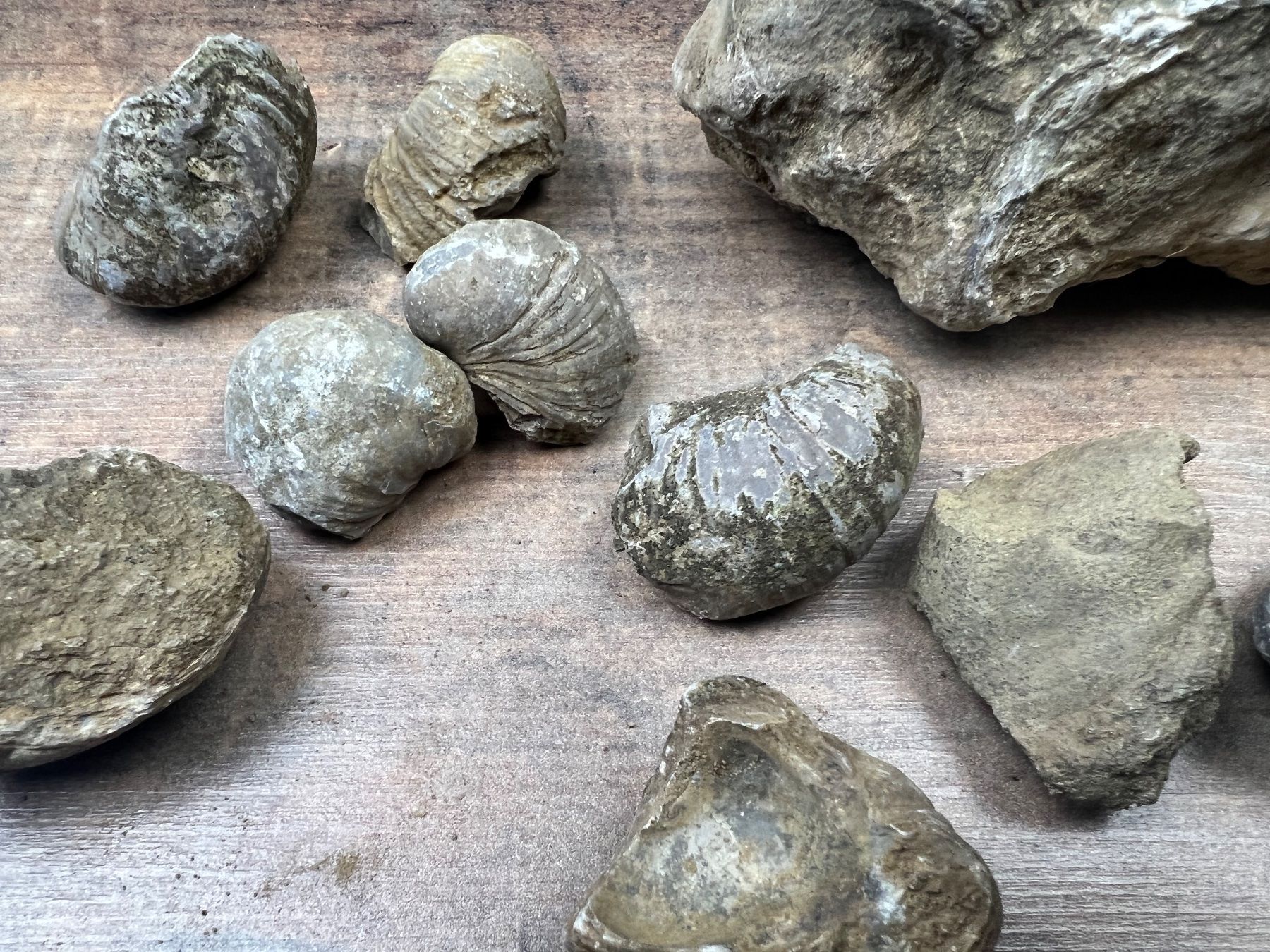 Fossili: Verschidene Fossilien – Usato da Hallau venduto da R.R.91 2