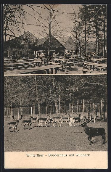 Cartoline postali: AK Winterthur, Bruderhaus mit Wildpark – Usato da Berlin venduto da bartko-reher