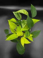 Epipremnum aureum, diverse Arten in Semihydro