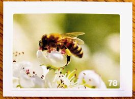 Migros Nature Detectives - Bild Nr. 78