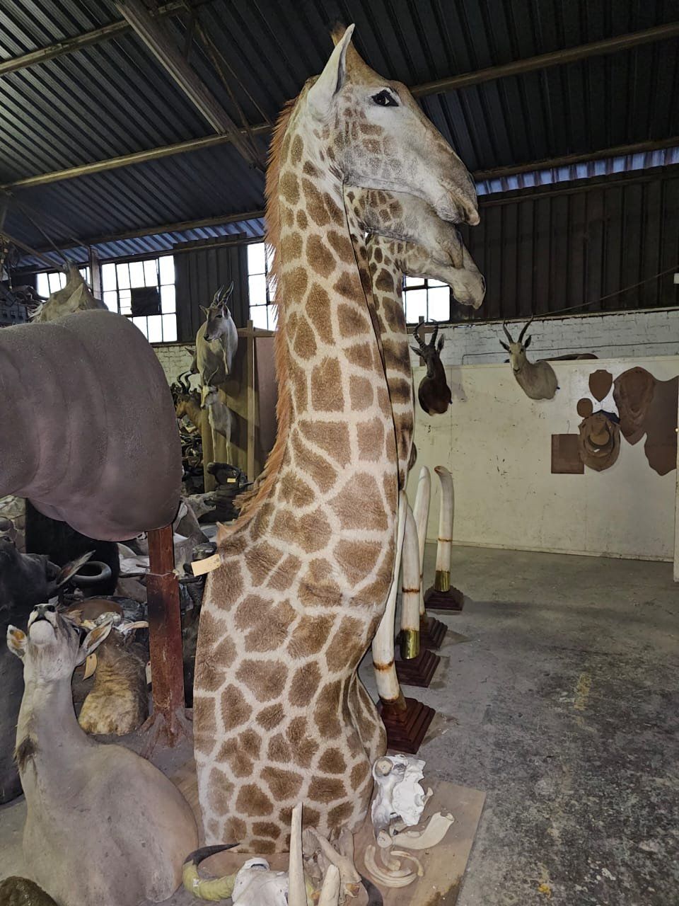 Il mondo degli animali: Präparat Giraffe – Nuovo e nell'imballaggio originale da Riken AG venduto da A.Hirt