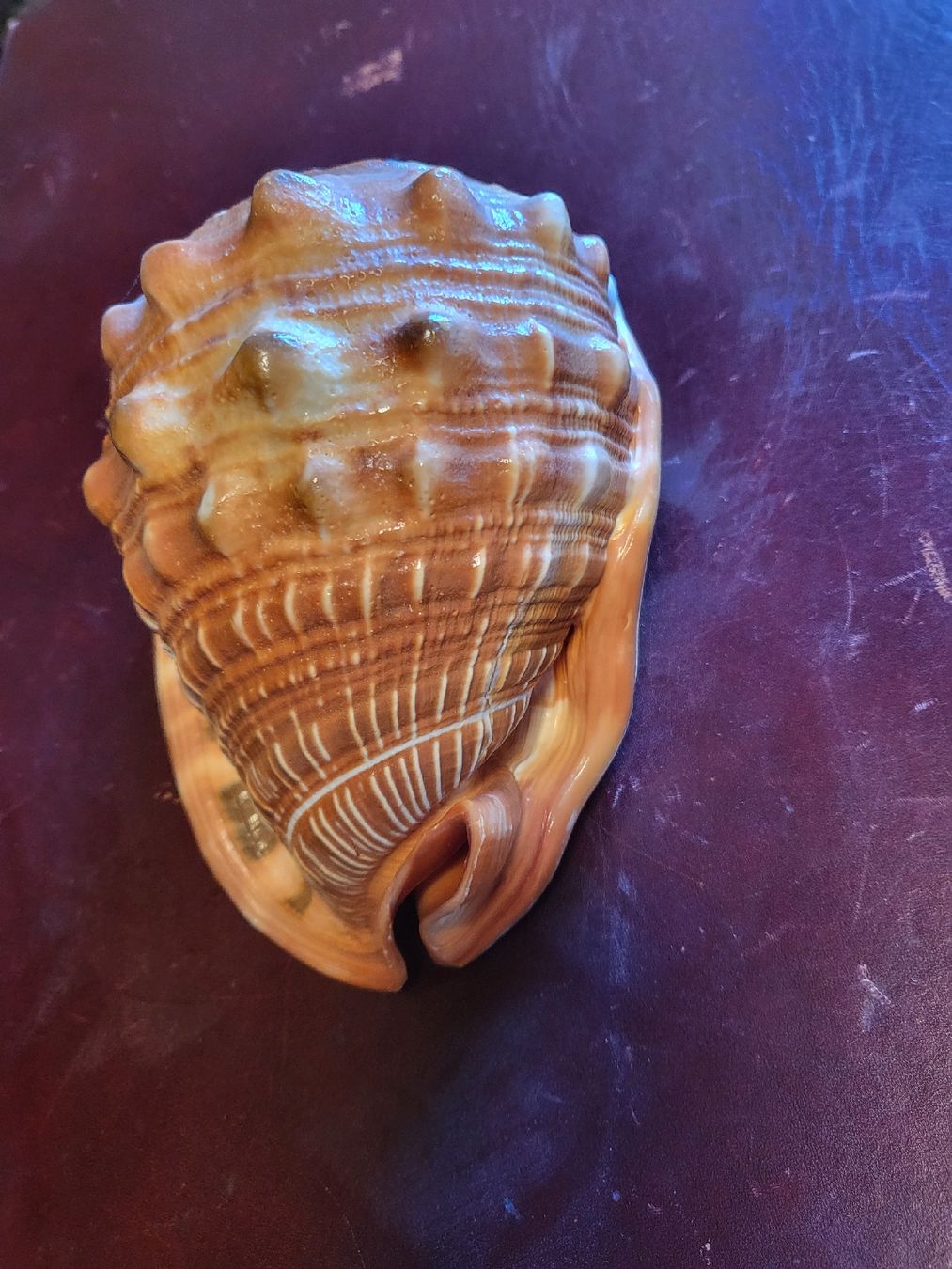 Fossili: Wunderschöne grosse Schneckenmuschel – Usato da Untersiggenthal venduto da vonberner 2