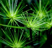 Ab 15.- fr  15 Samen Ägyptischer Papyrus "CYPERUS"