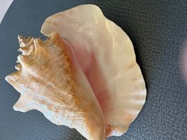 Grand coquillage Lambi, origine Caraïbes