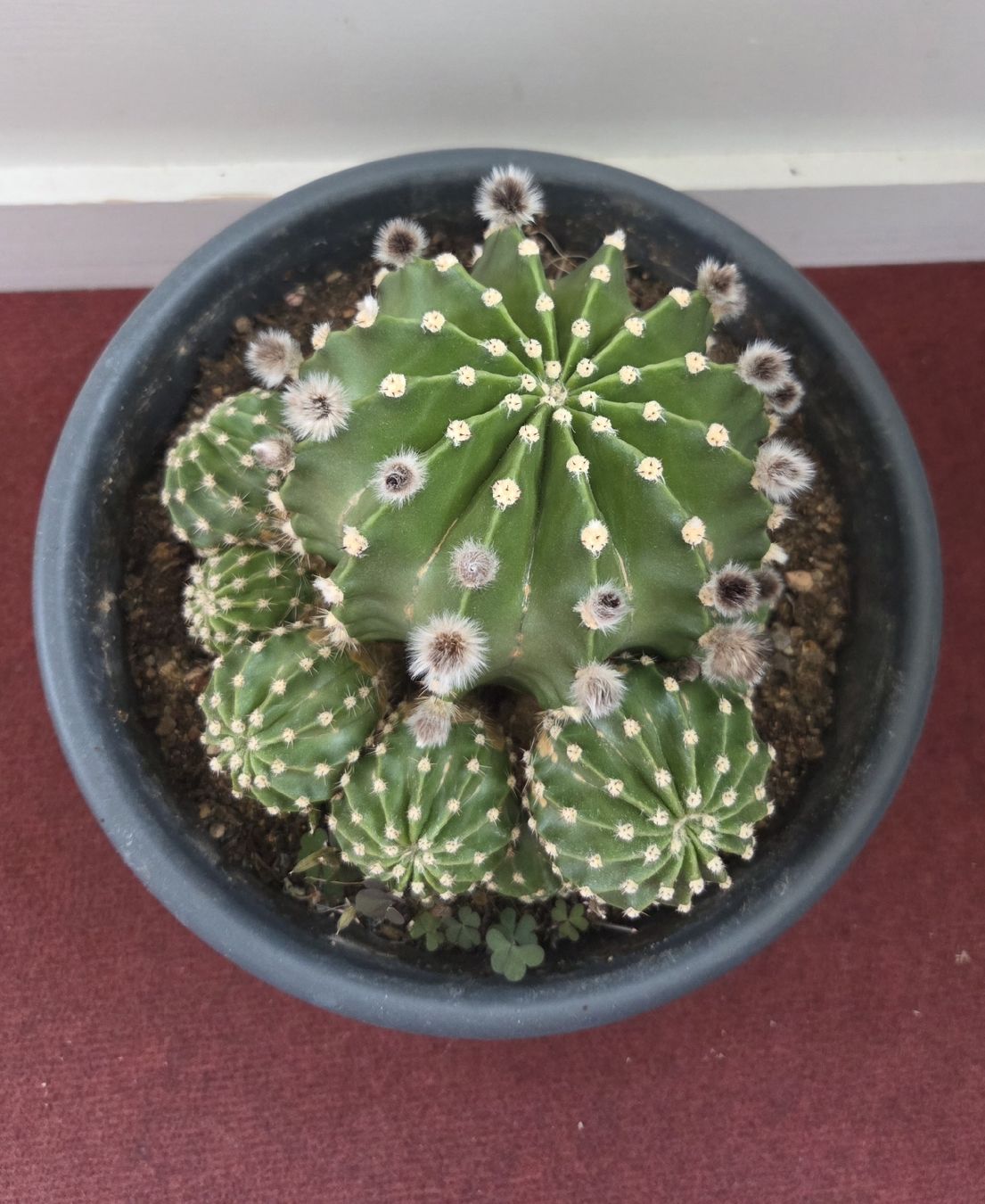 Piante & sementi: Echinopsis Eyriesii Kaktus – Usato da Konolfingen venduto da S1000RR-Karin 2