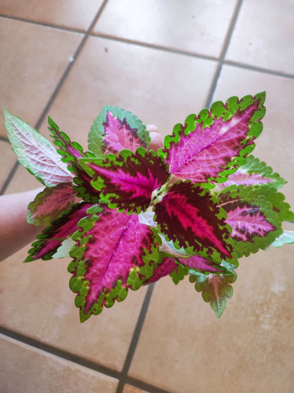 Piante & sementi: Coleus – Nuovo e nell'imballaggio originale da Hasliberg Hohfluh venduto da eva_9895 1