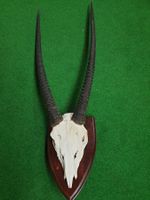 Oryx-Schädel mit Hörner