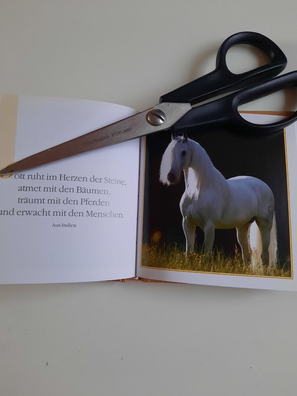 Libri: kleines Büchli Traumpferde – Nuovo (secondo la descrizione) da Nottwil venduto da mar_jqm7 5